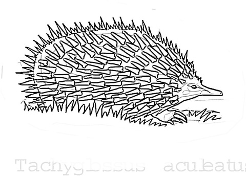 Echidna In The Grass  Coloring Page